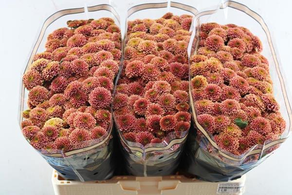 <h4>Chr San Doria Cherry</h4>