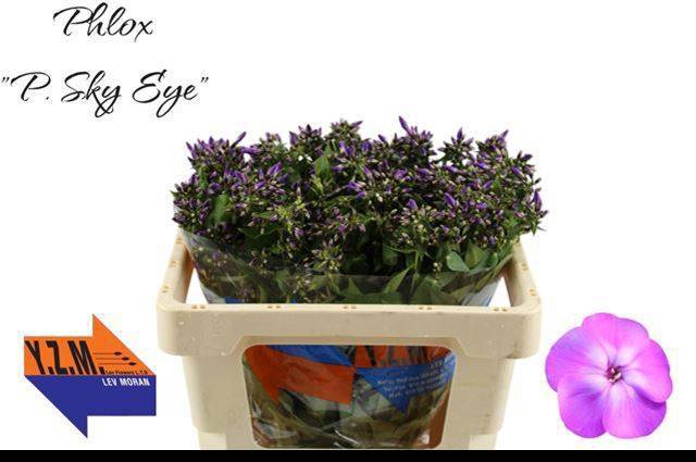 <h4>PHLOX P SKY EYES</h4>