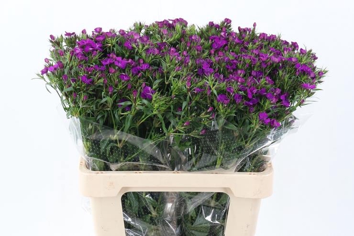 DI BARB AM NEON PURP