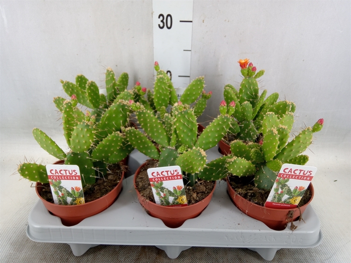 <h4>Opuntia</h4>