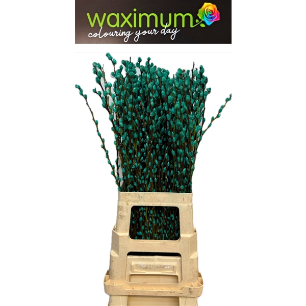 <h4>Salix Wilgenkatjes Turquoise</h4>