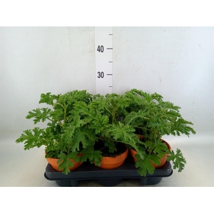 Pelargonium graveolens