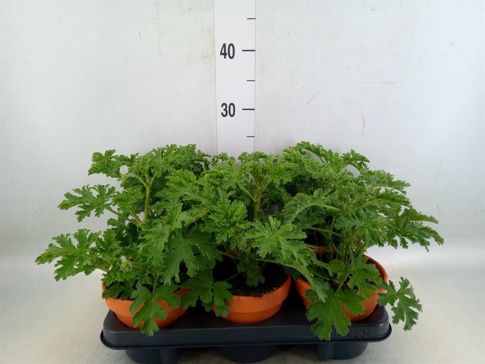 <h4>Pelargonium graveolens</h4>