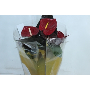 ANTHURIUM DELICATA P17