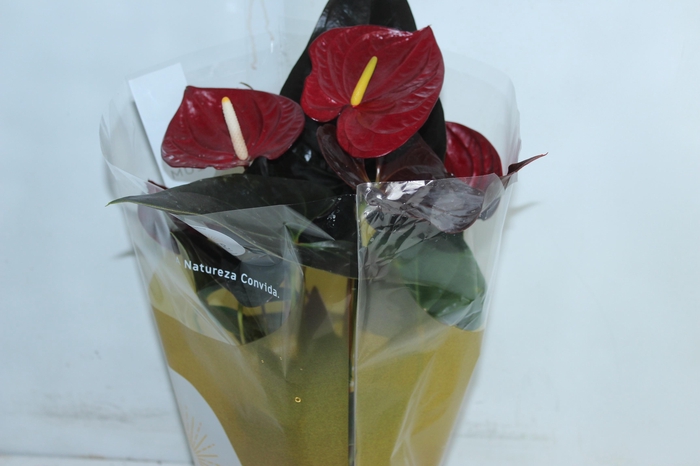 <h4>ANTHURIUM DELICATA P17</h4>