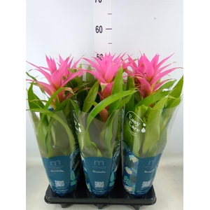 Guzmania  'Suerte Cerise'