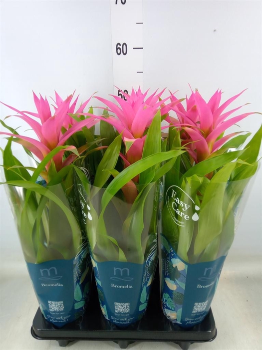 <h4>Guzmania  'Suerte Cerise'</h4>