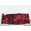 PF EUC STUART FUCHSIA BS 150GR