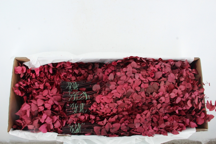 PF EUC STUART FUCHSIA BS 150GR