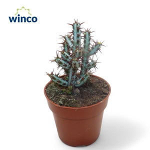 Euphorbia Aeruginosa