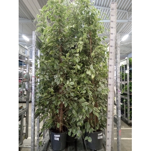 Ficus benja. 'Golden King'