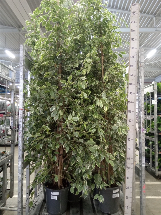 <h4>Ficus benja. 'Golden King'</h4>