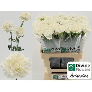 Dianthus ST 'Antarctica'