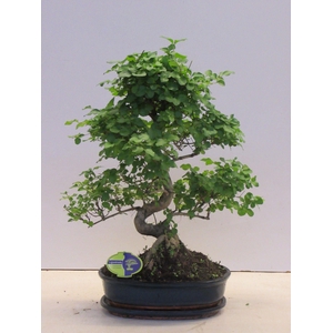 Ligustrum sinensis, 30cm., shape, with drip tray