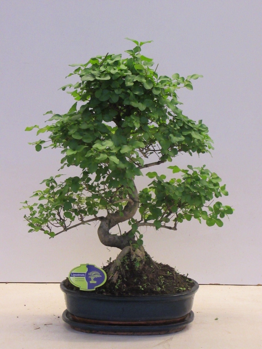 <h4>Ligustrum sinensis, 32cm., shape, with drip tray</h4>