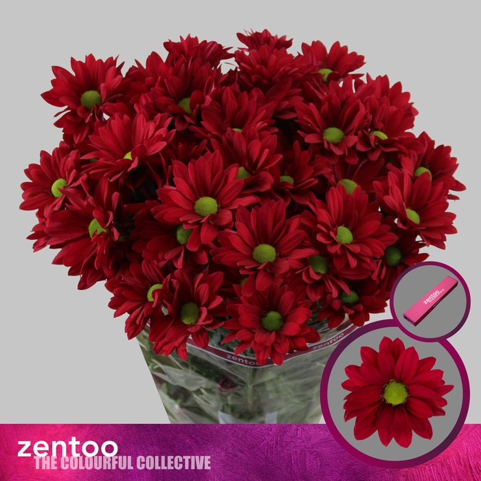 <h4>CHR T RUBY STAR</h4>