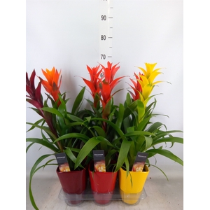 Guzmania   ...mix