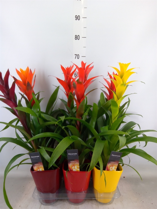 <h4>Guzmania   ...mix</h4>