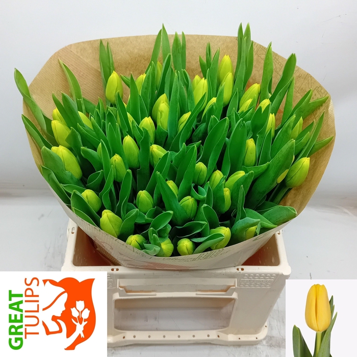 <h4>TU EN LOBKE</h4>