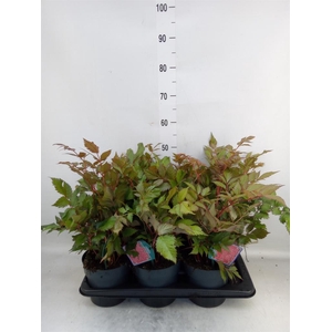 Astilbe arendsii 'Fanal'