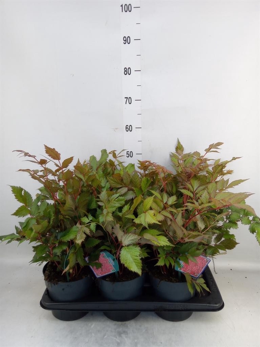 <h4>Astilbe arendsii 'Fanal'</h4>