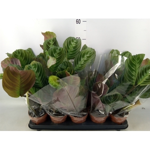 Maranta leuc. 'Exclusive Grey'