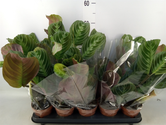 <h4>Maranta leuc. 'Exclusive Grey'</h4>