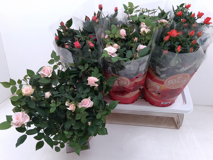 <h4>RO FAV RO GEM 3 SRT</h4>