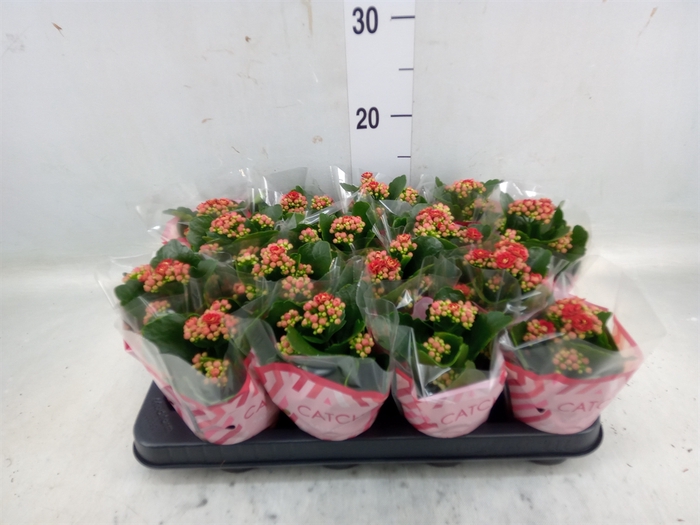 <h4>Kalanchoe blos. 'Calandiva Rubio'</h4>