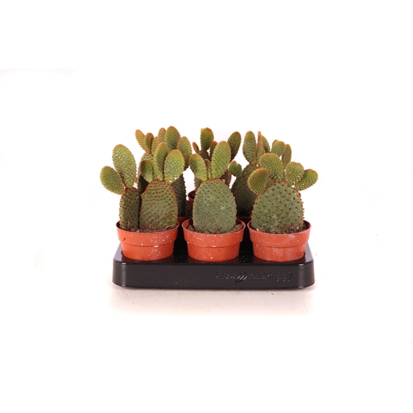 <h4>Opuntia microdasys rood 8,5 cm</h4>