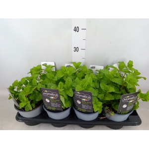 Mentha spicata