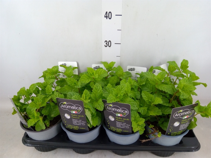 <h4>Mentha spicata</h4>