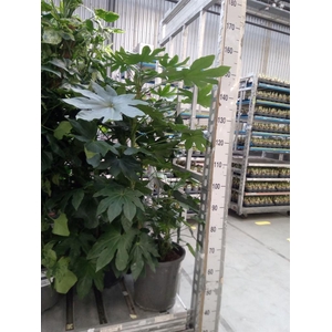 Fatsia japonica   ...