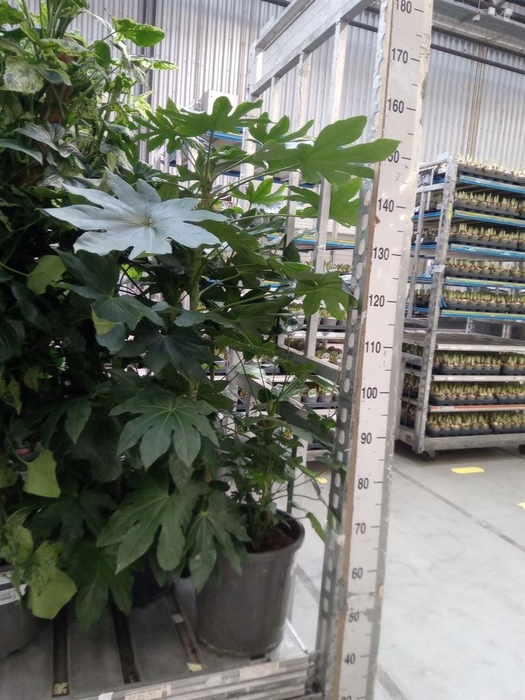 <h4>Fatsia japonica   ...</h4>