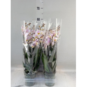 Phalaenopsis multi. 'Ant San Jose'