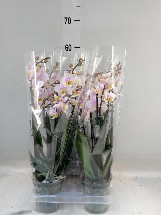 <h4>Phalaenopsis multi. 'Ant San Jose'</h4>