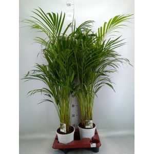 Dypsis lutescens   ...Chrysalidoca