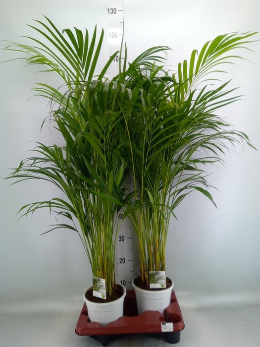 <h4>Dypsis lutescens   ...Chrysalidoca</h4>