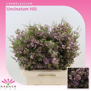 Chamelaucium Uncinatum 'hili'