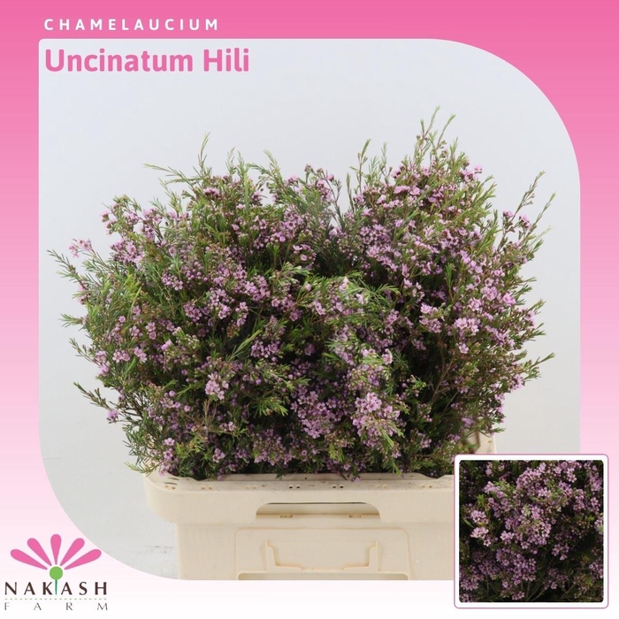 <h4>Chamelaucium uncinatum 'Hili'</h4>