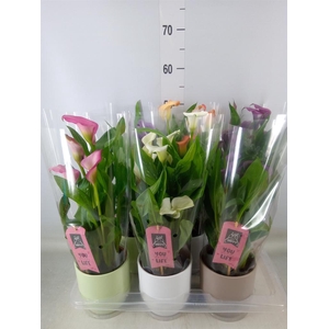 Zantedeschia   ...mix
