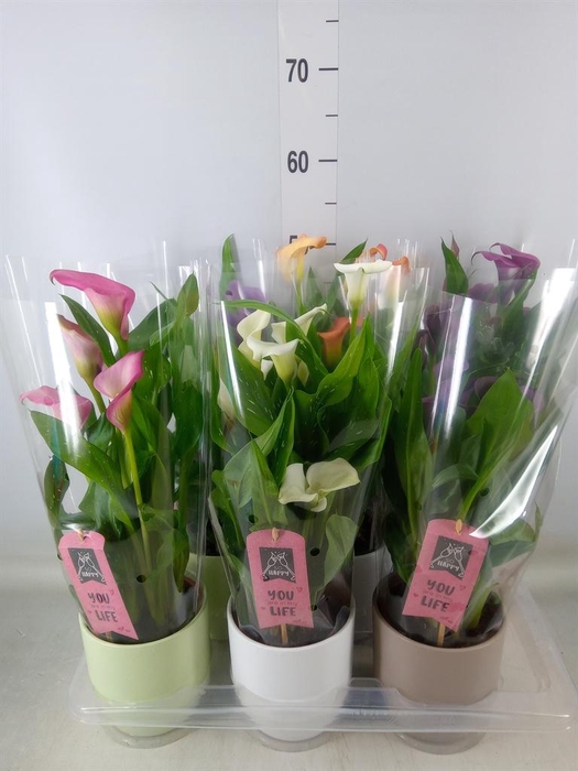 <h4>Zantedeschia ...mix</h4>