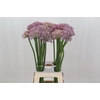 Allium Pink Jewel