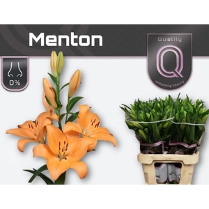 Li La Menton 3+ Lily Master