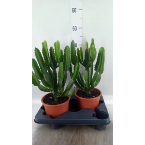 Euphorbia   ...
