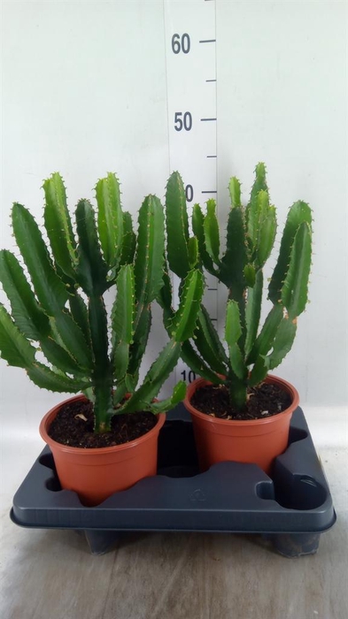 <h4>Euphorbia   ...</h4>