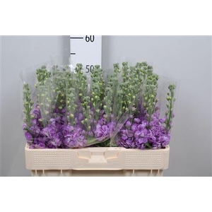 Matth Figaro Lavende