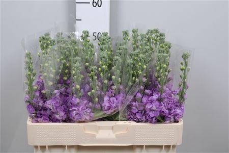 <h4>Matth Figaro Lavende</h4>