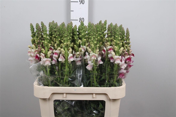 <h4>Antir Op Plumblossom</h4>