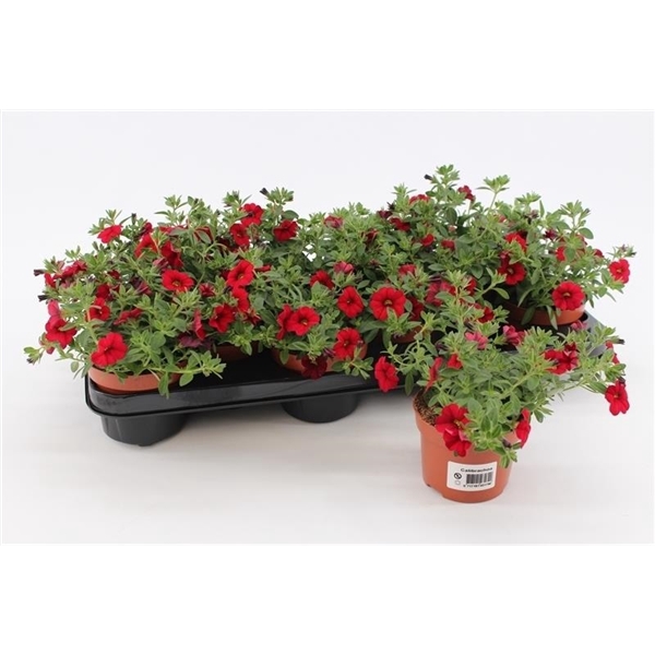 <h4>Calibrachoa Red</h4>